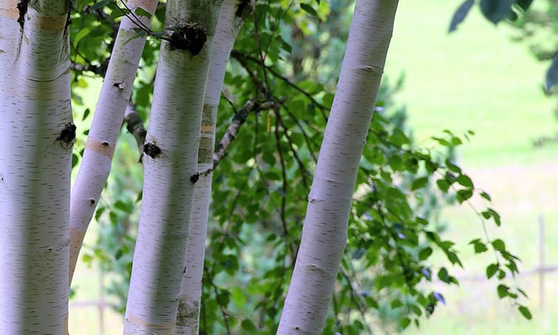 Himalaya Birch