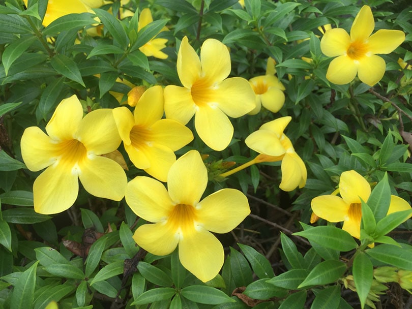 Italian Jasmine Flowers