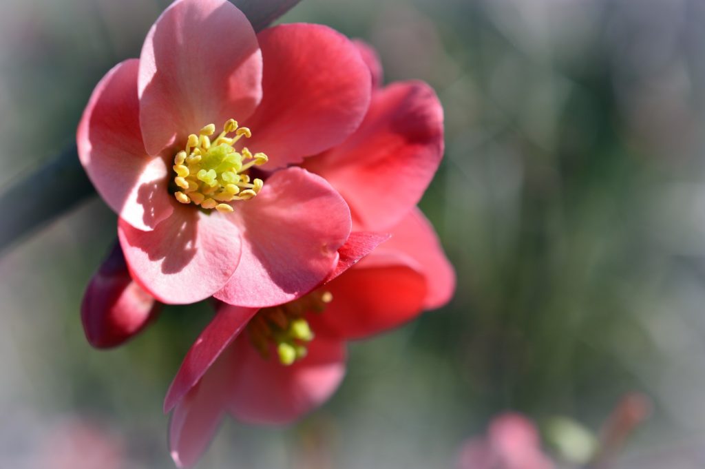 Japanese Rose