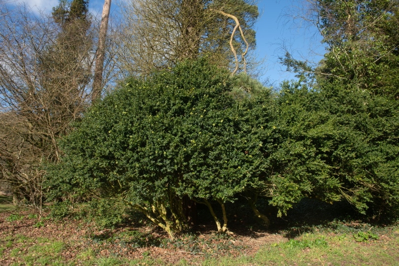 Japanese holly tree
