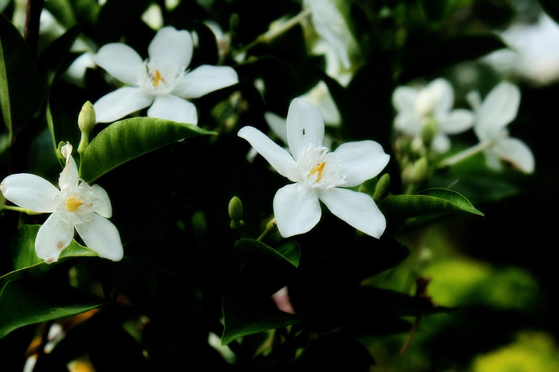 Jasminum Vahl Flowers