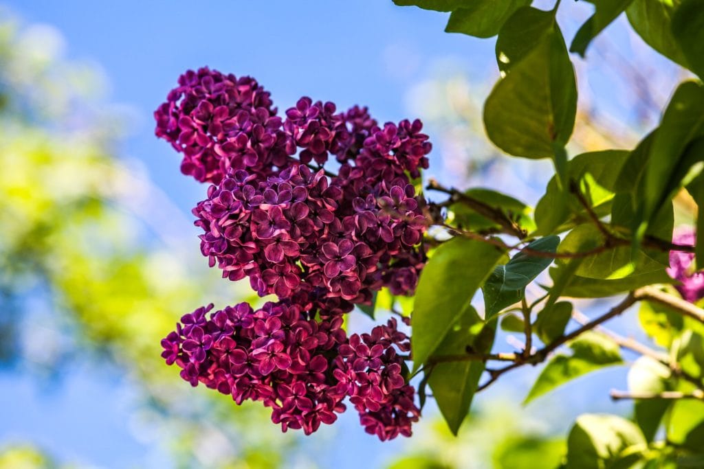 June fragrance