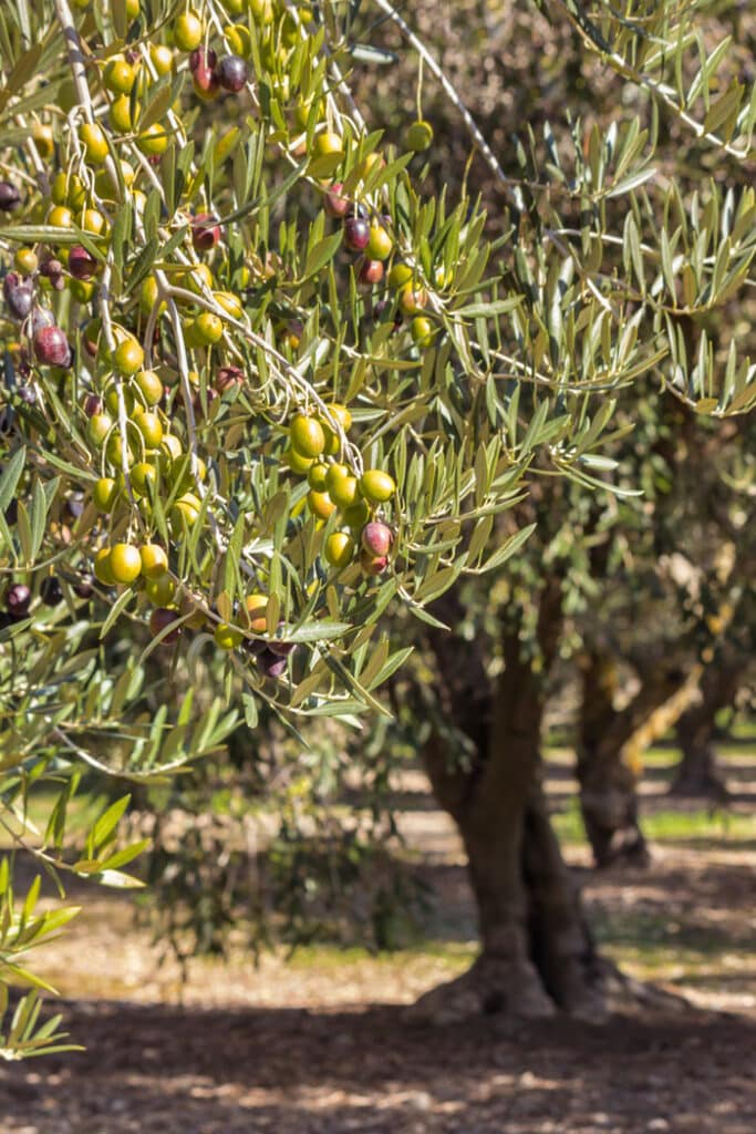 Kalamata olive tree