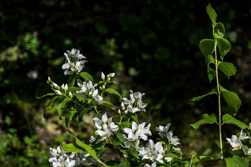 Lemon Scented Jasmine Flowers