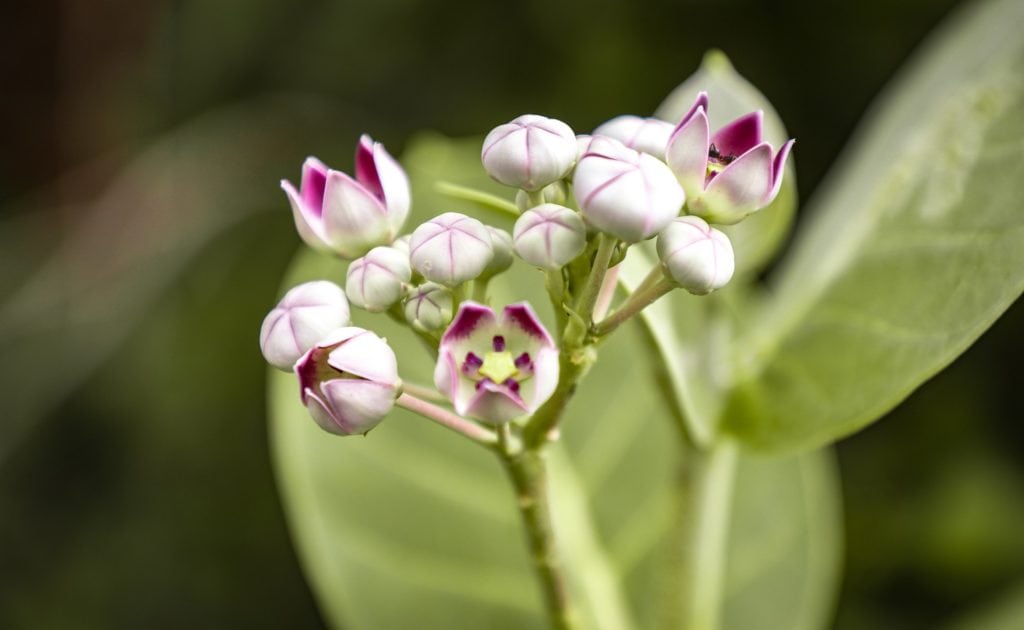 Lily Magnolia