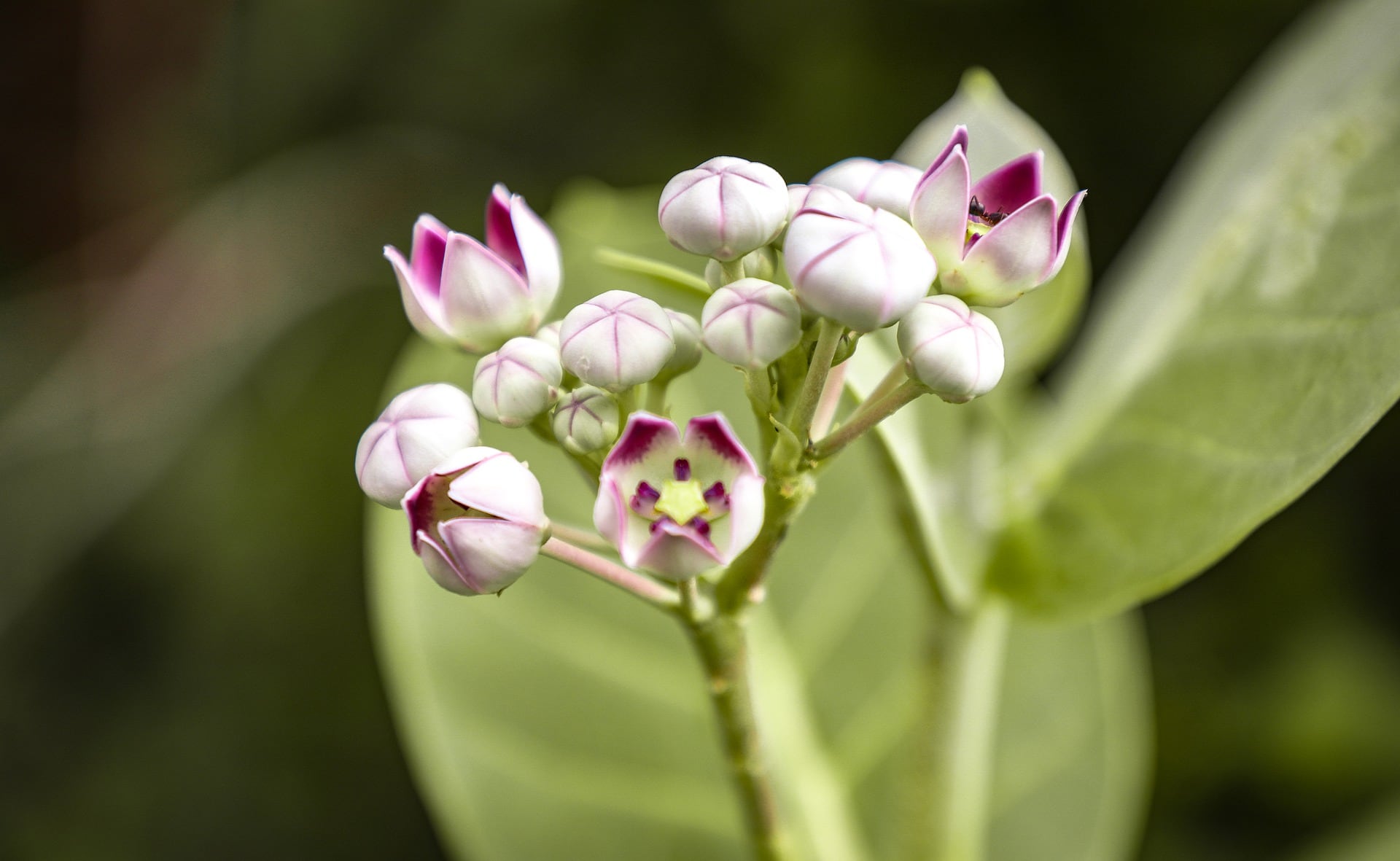 Lily Magnolia