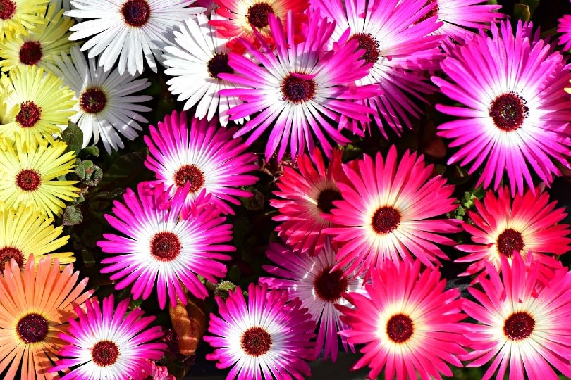 Livingstone Daisy