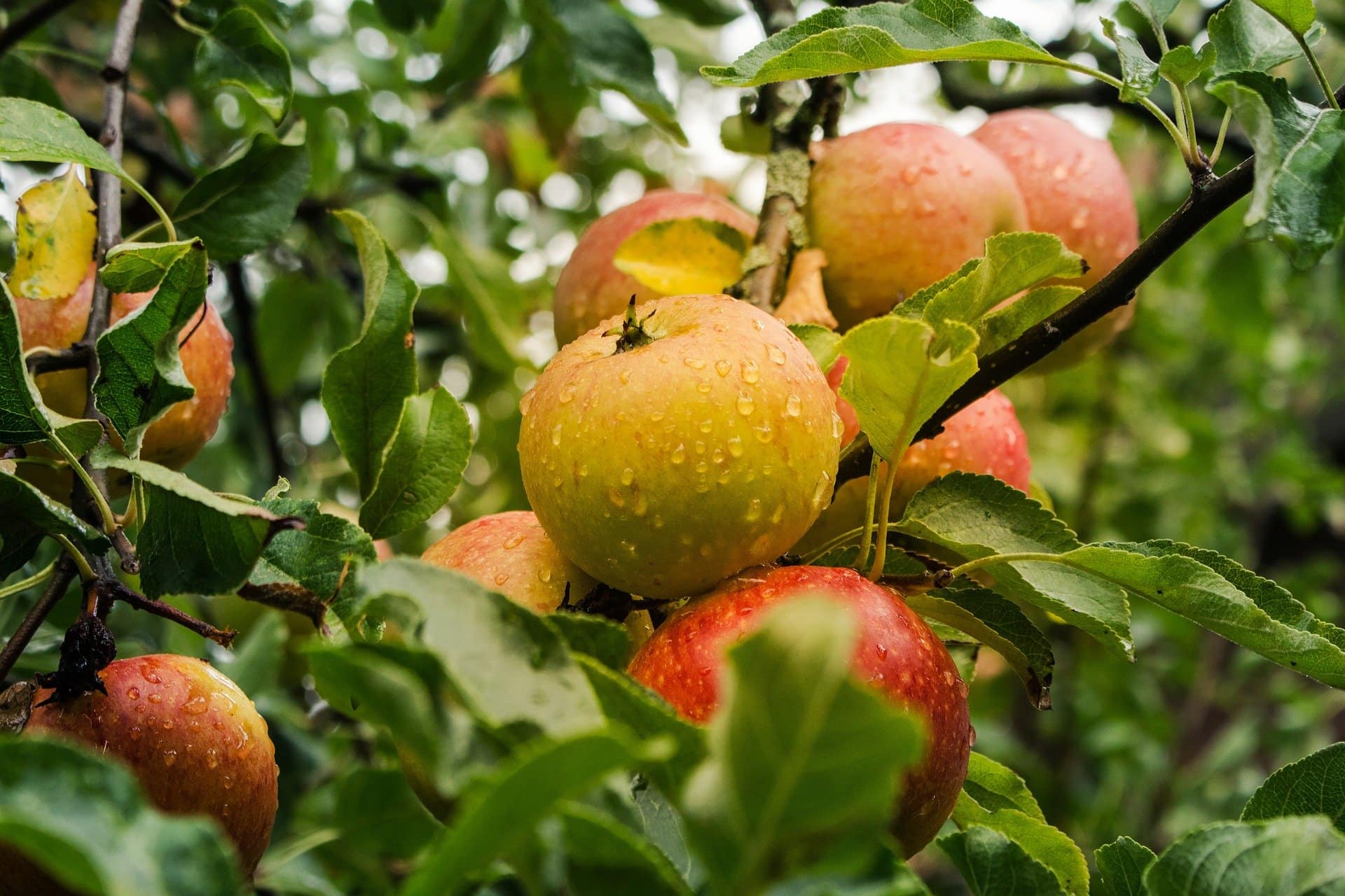 Lodi apple