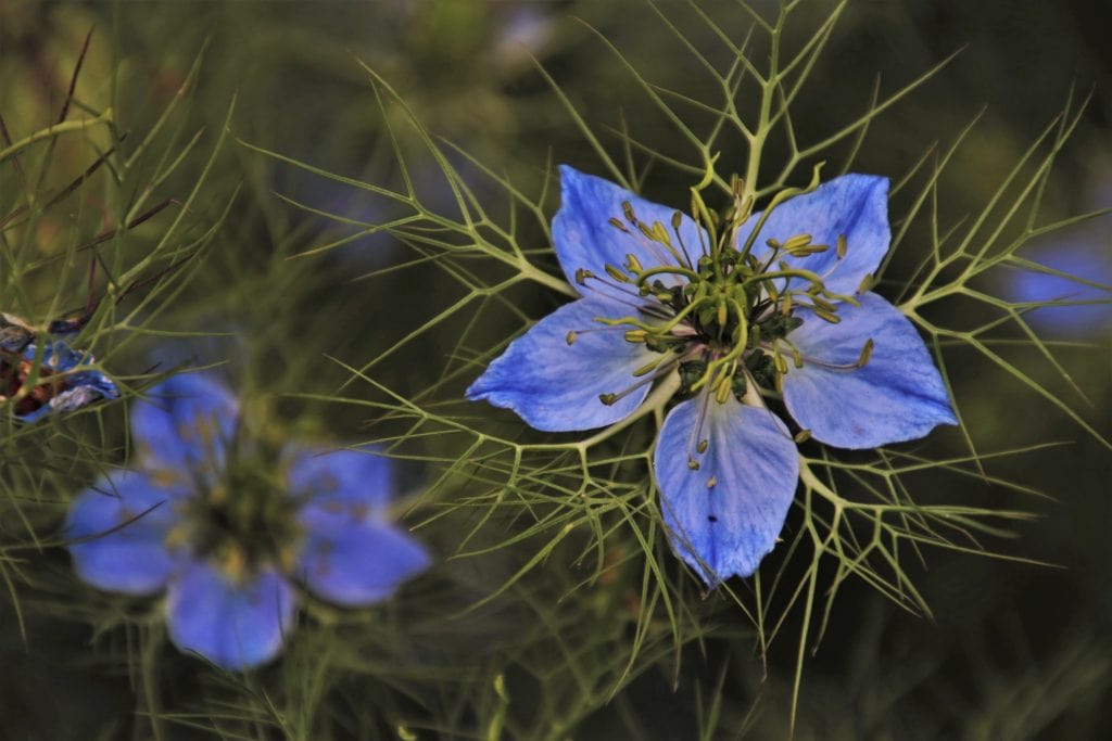 Love In A Mist