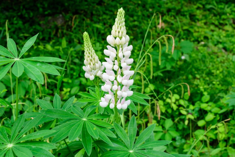 Lupine flower
