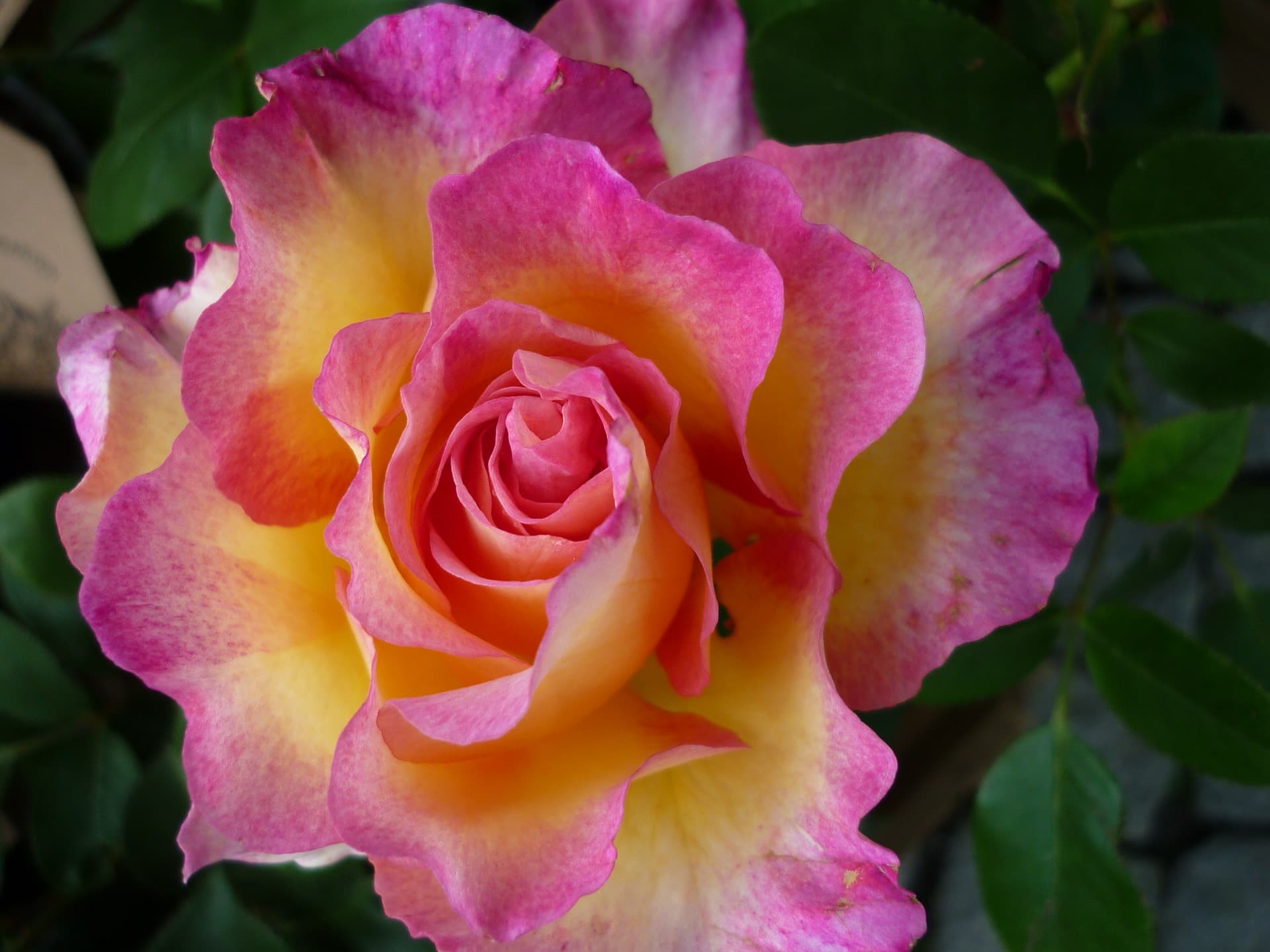 Magnificent Rose