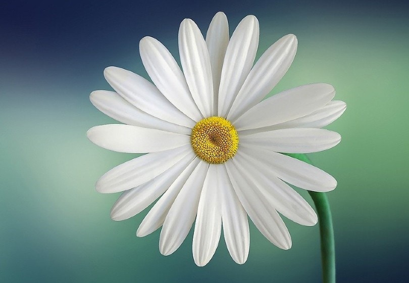 Marguerite Daisy