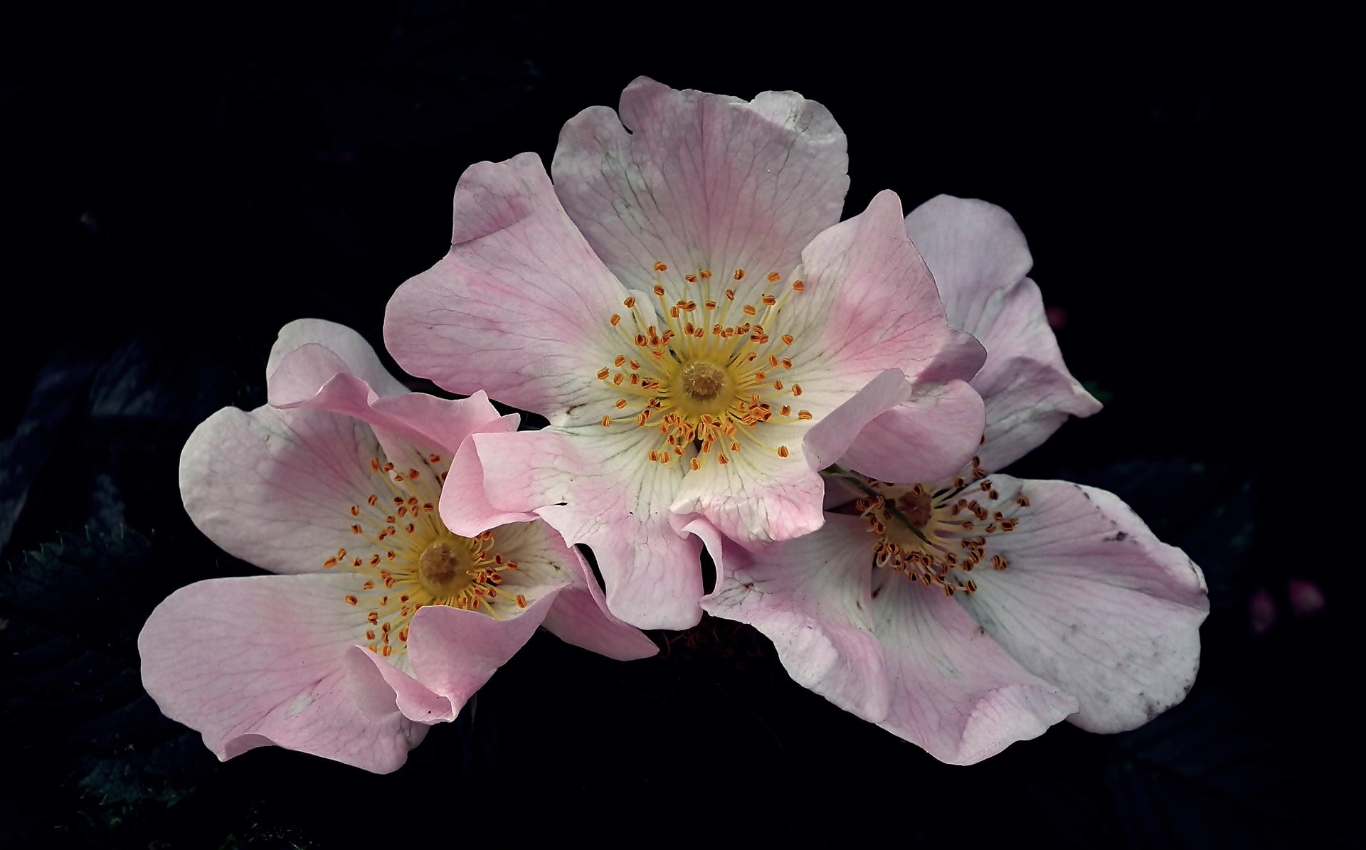 Meadow Rose