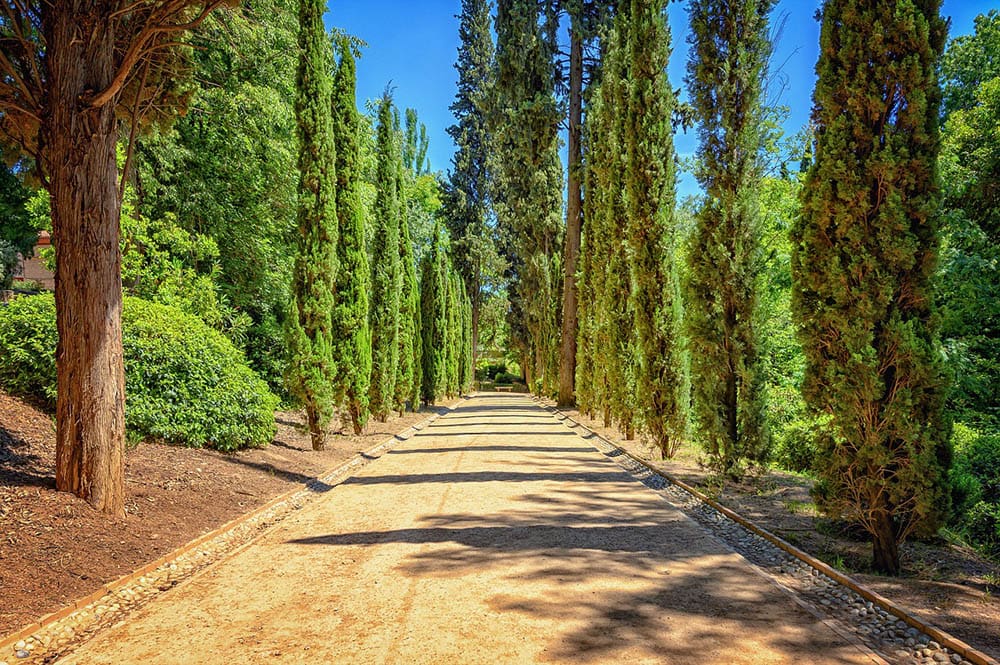 Mediterranean Cypress Trees