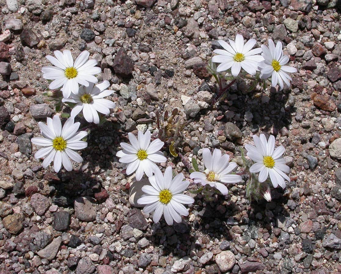 Monoptilon bellioides 2005-04-01