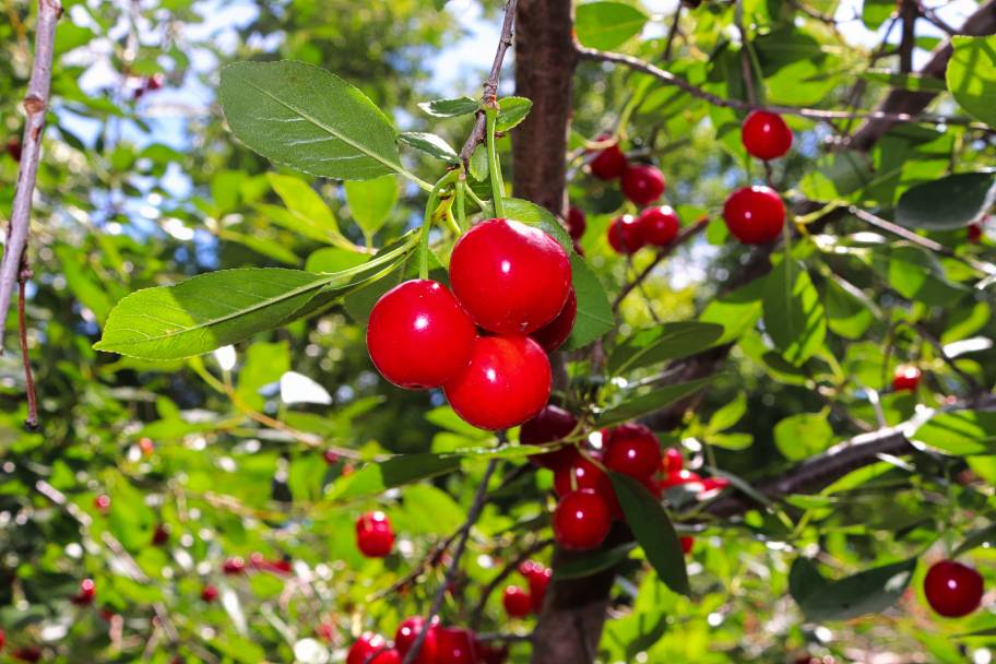 Montmorency Cherry