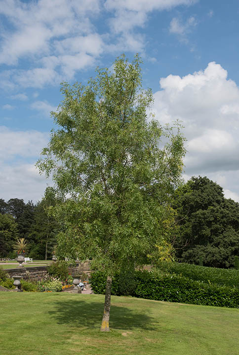 Narrow Leafed Ash Tree