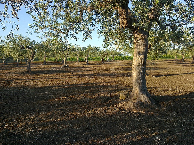 Nocellara del Belice
