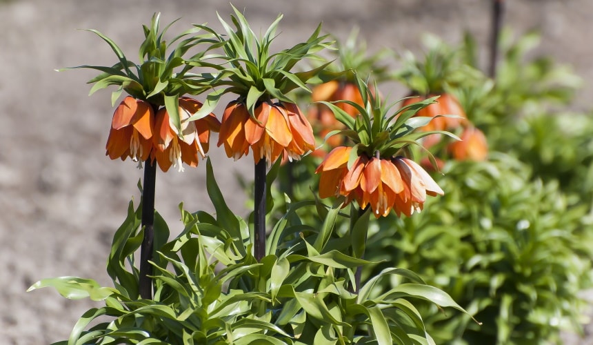 Orange Crown Imperial Flower