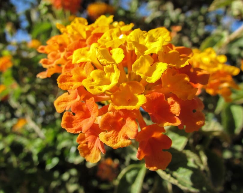 Orange lantana flower