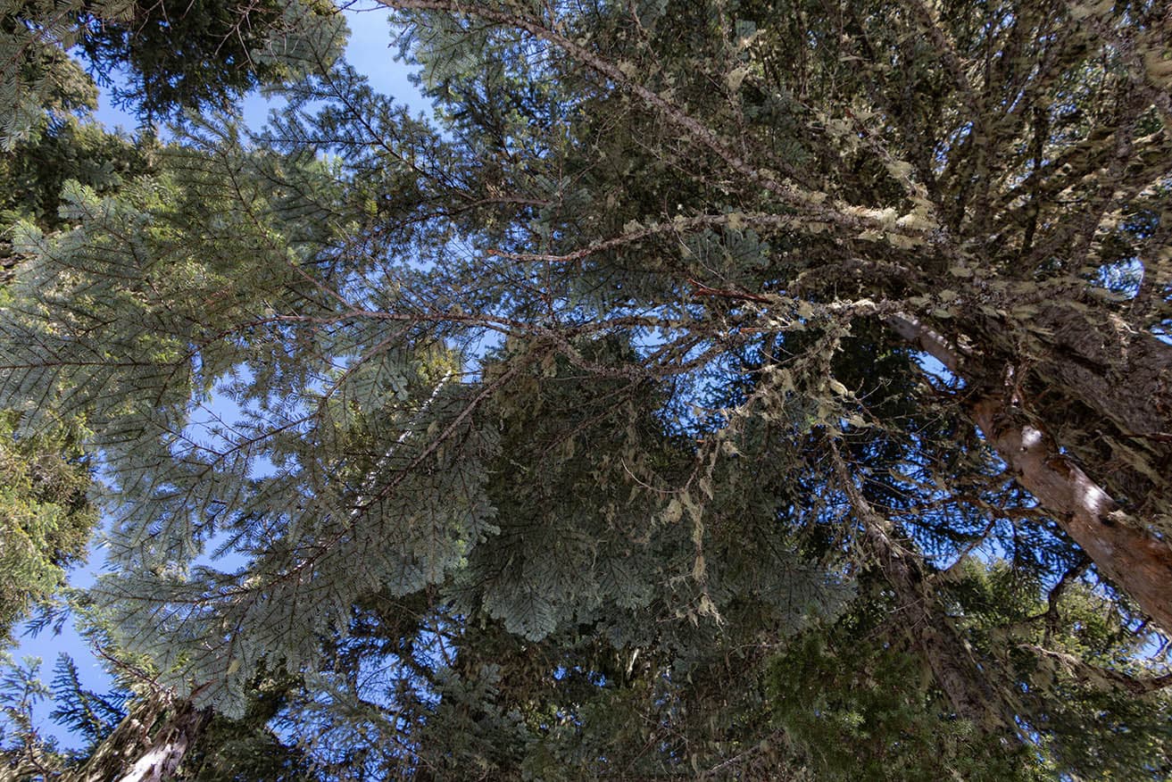 Pacific Silver Fir