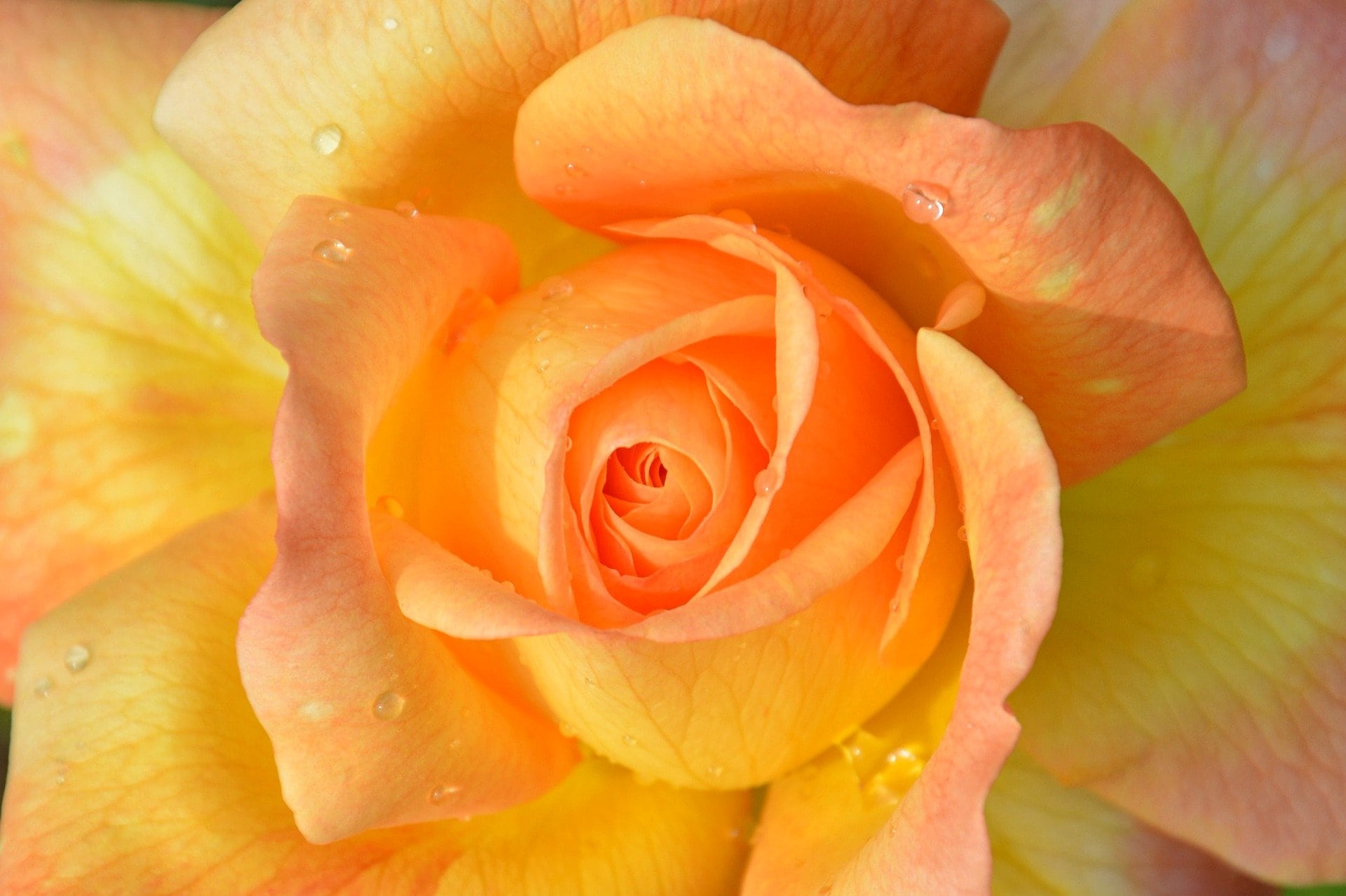 Peace rose