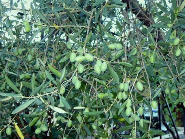 Picholines Olive Tree