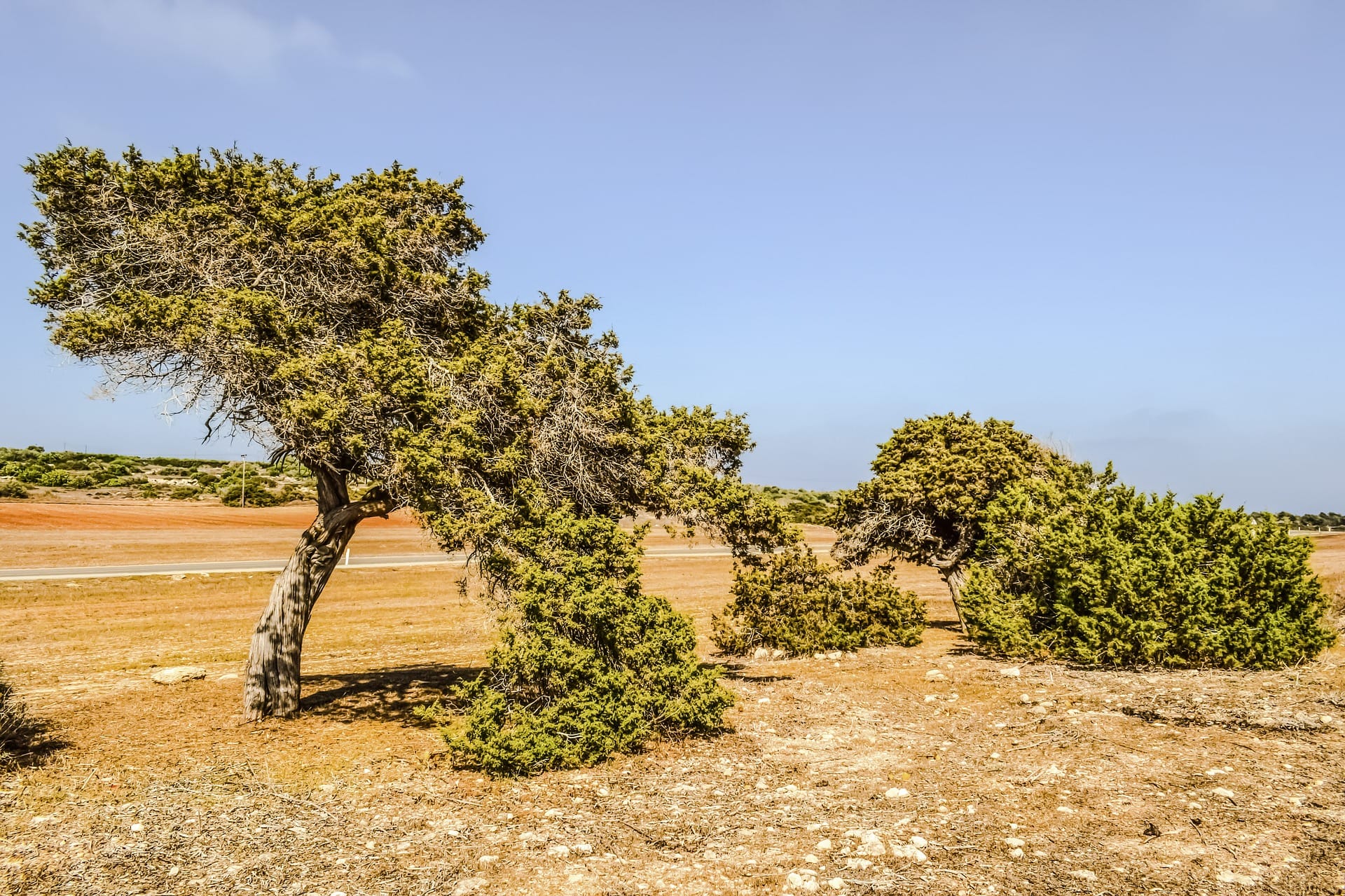 Ping Juniper