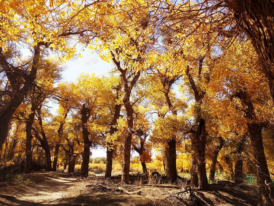 Populus Euphratica in autumn