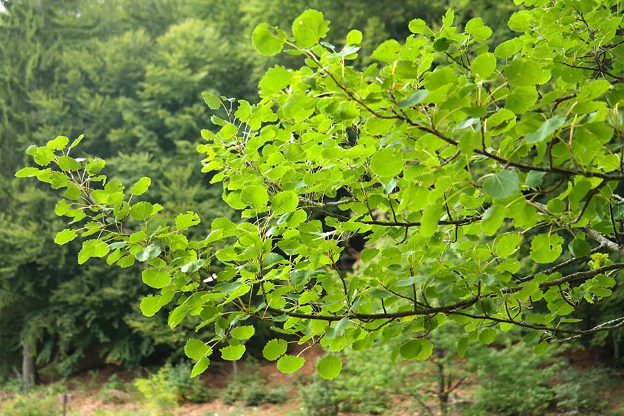 Populus Tremula up close