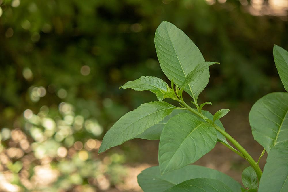 Populus laurifolia close up