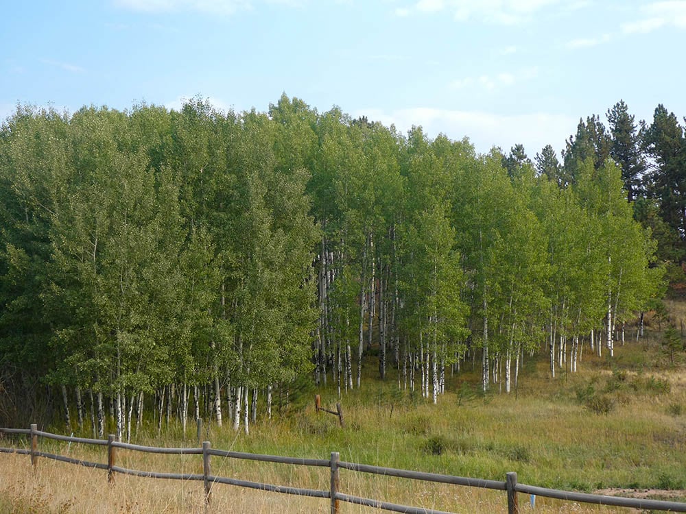 Populus tremuloides