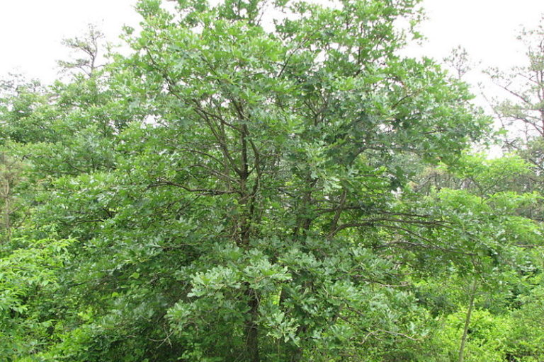 7 Different Types of Oak Trees in Texas (With Pictures) | Home Grail