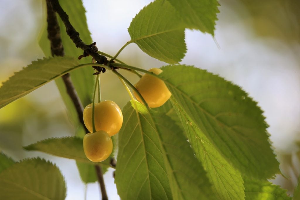 Rainier Cherry