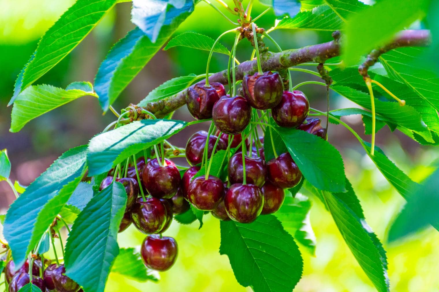 Regina Cherry