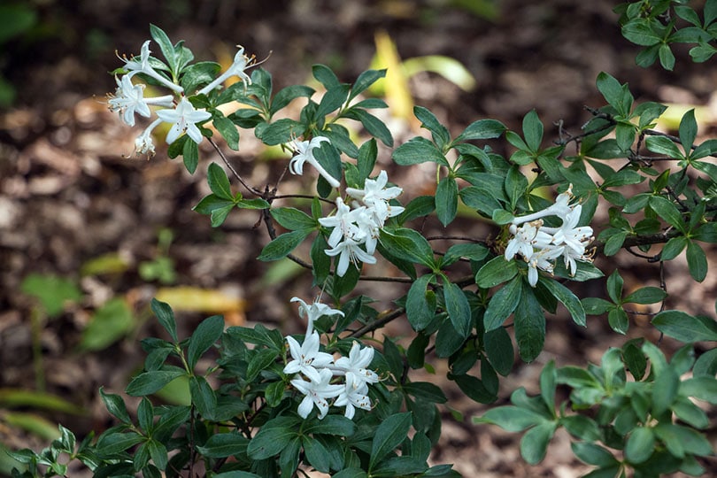Royal Jasmine Flowers