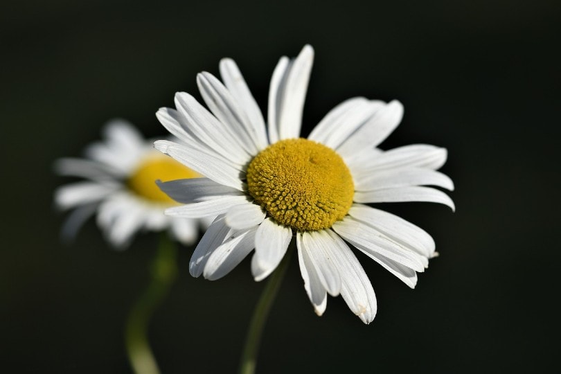Shasta Daisy