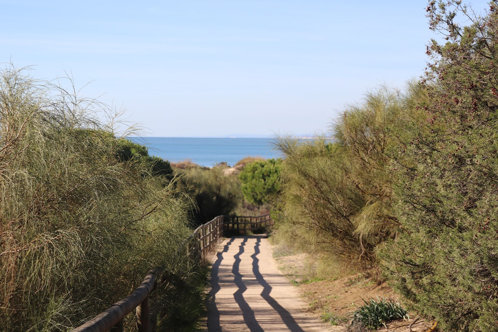 Shore Juniper
