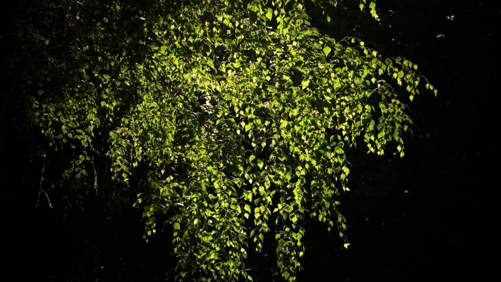 Silver Birch