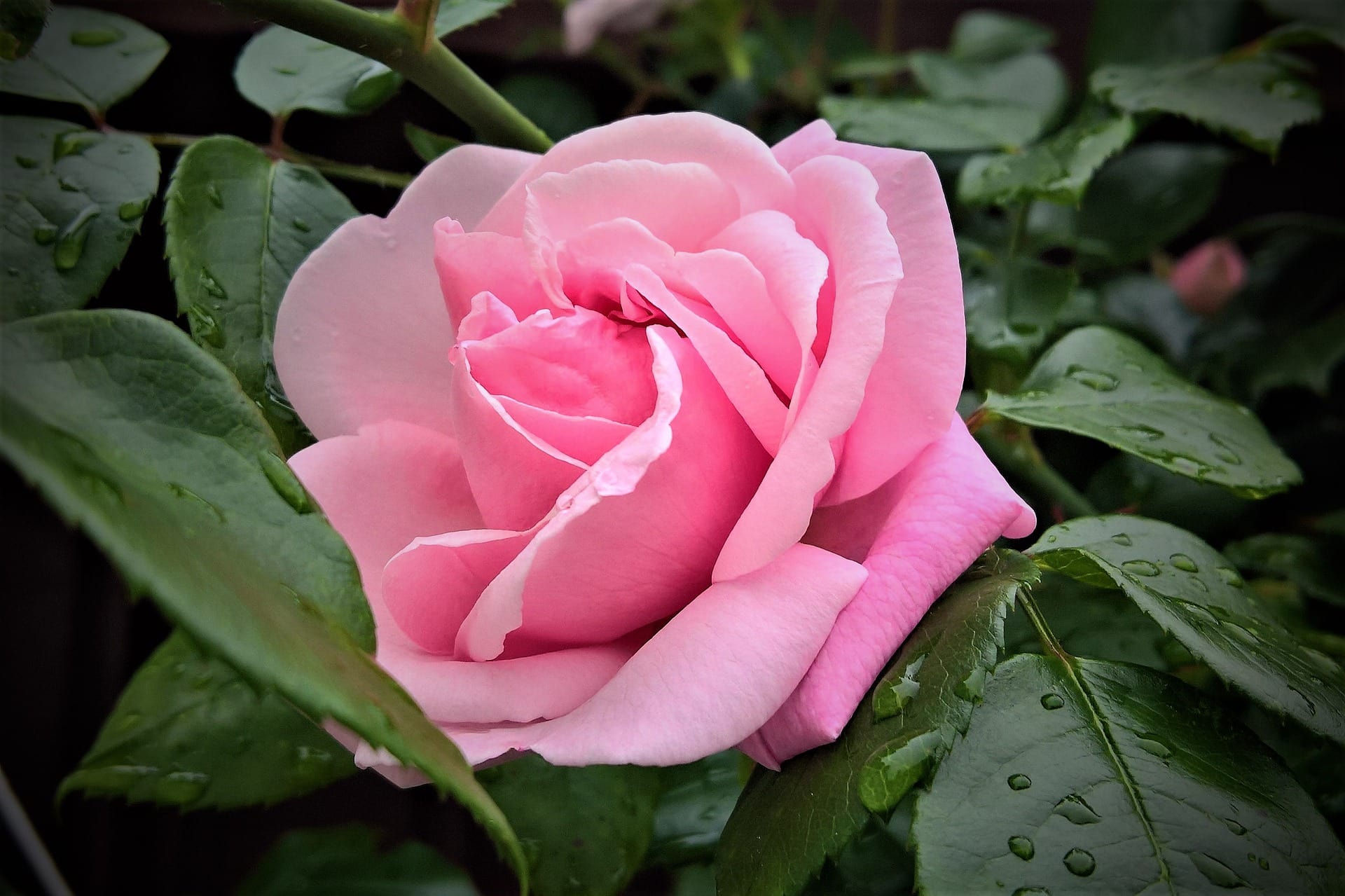 Soft Rose