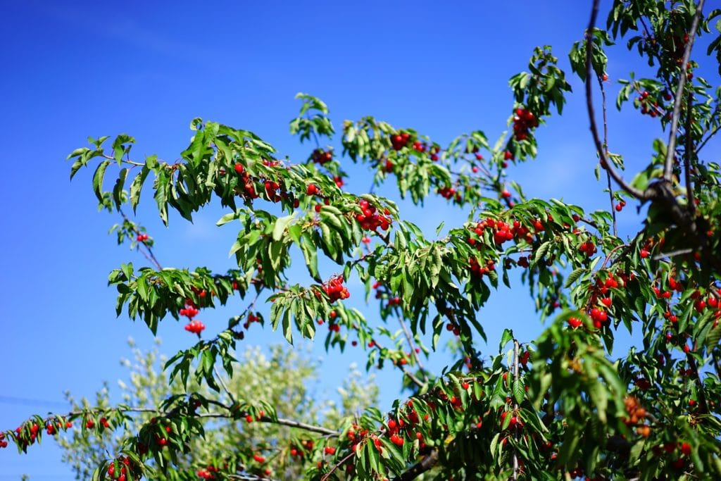 Sour Cherry