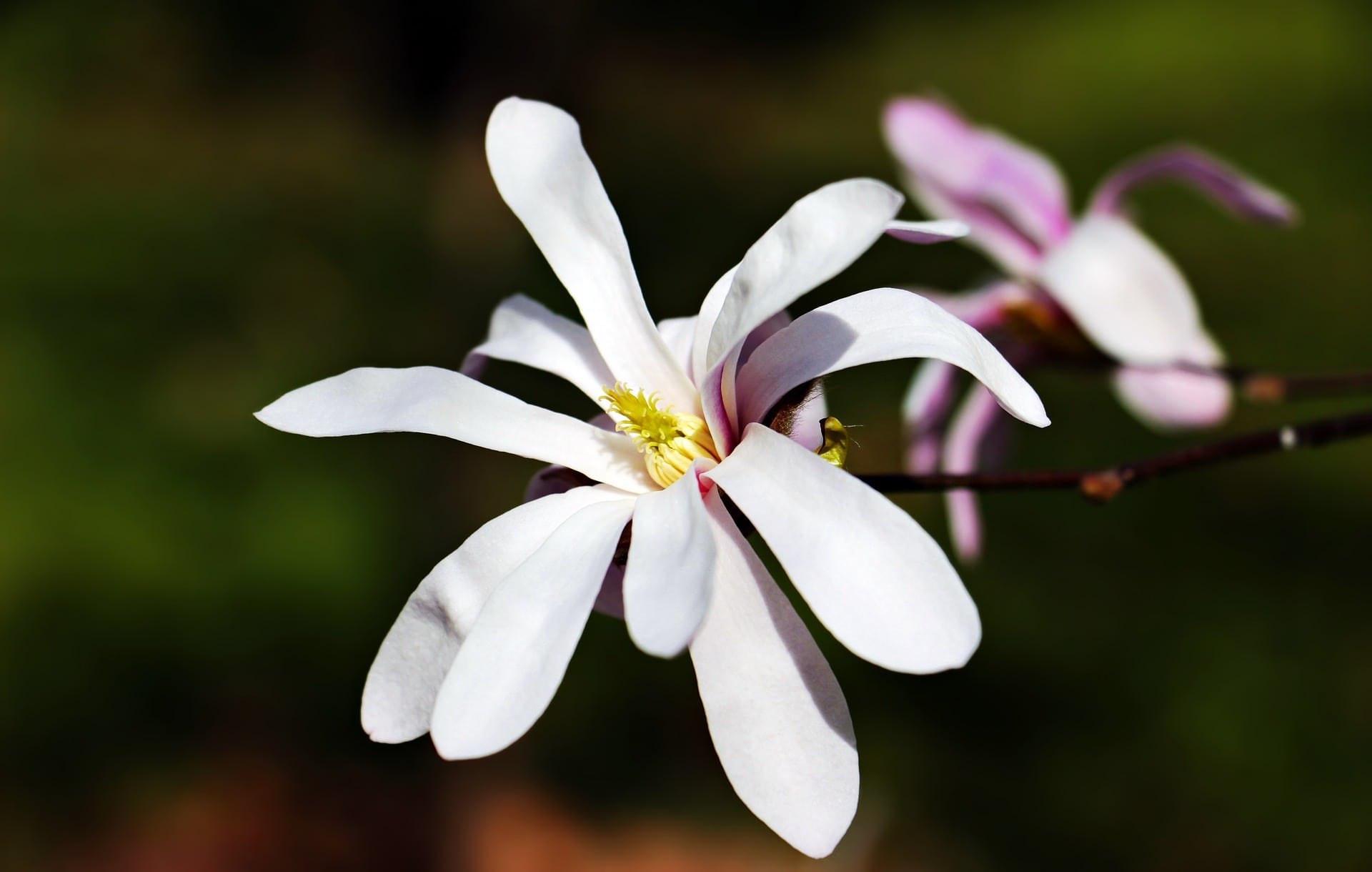 Star Magnolia