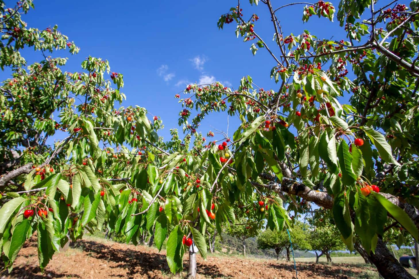 Stella Cherry