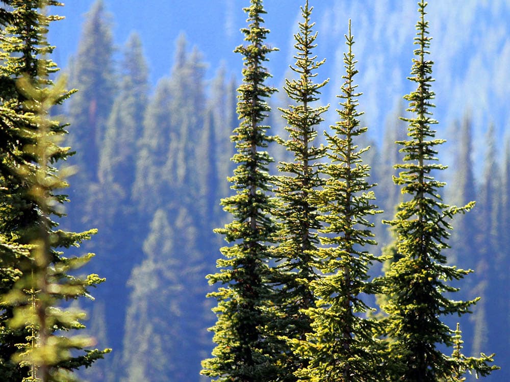 Subalpine Fir Trees