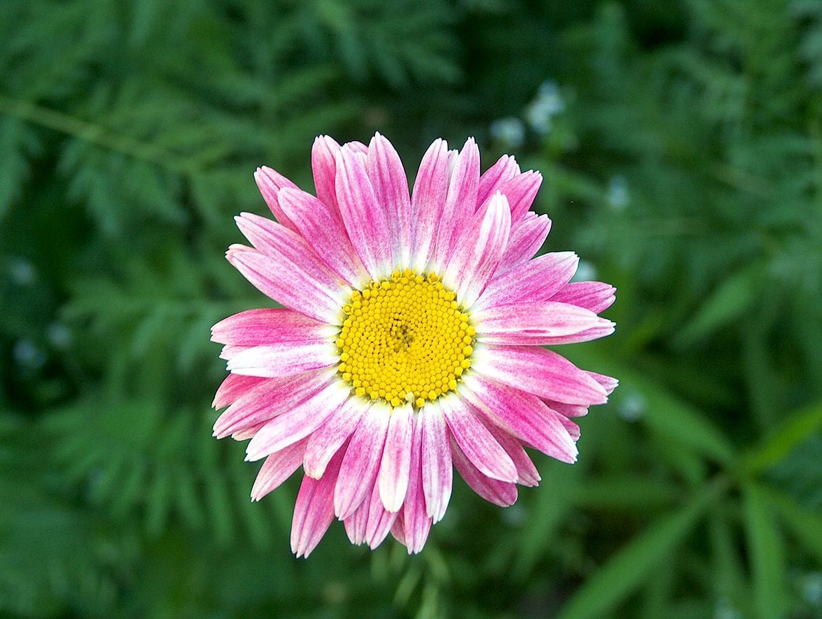 Tanacetum coccineum - Punapäivänkakkara, Painted Daisy, Rosenkrage C HPIM1433