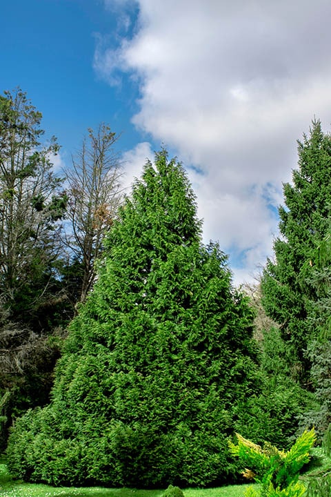 Thuja plicata