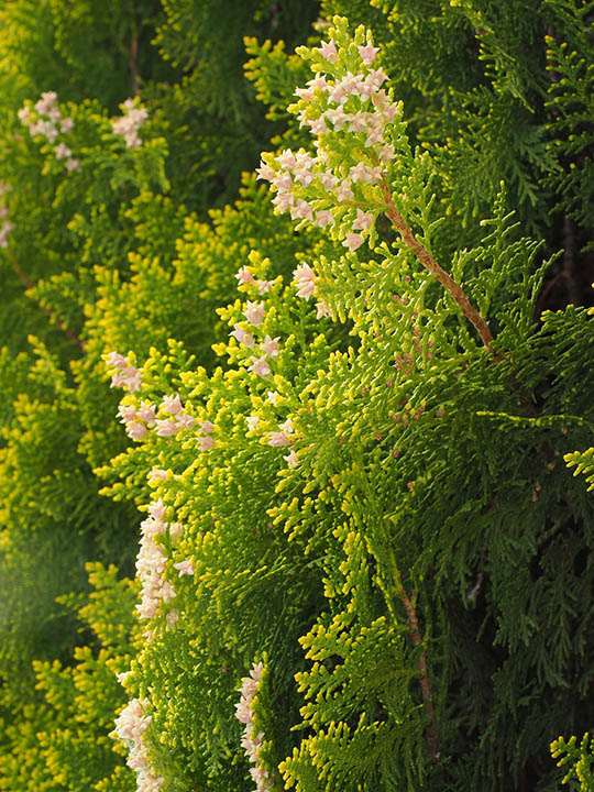 Thuja occidentalis blossoming