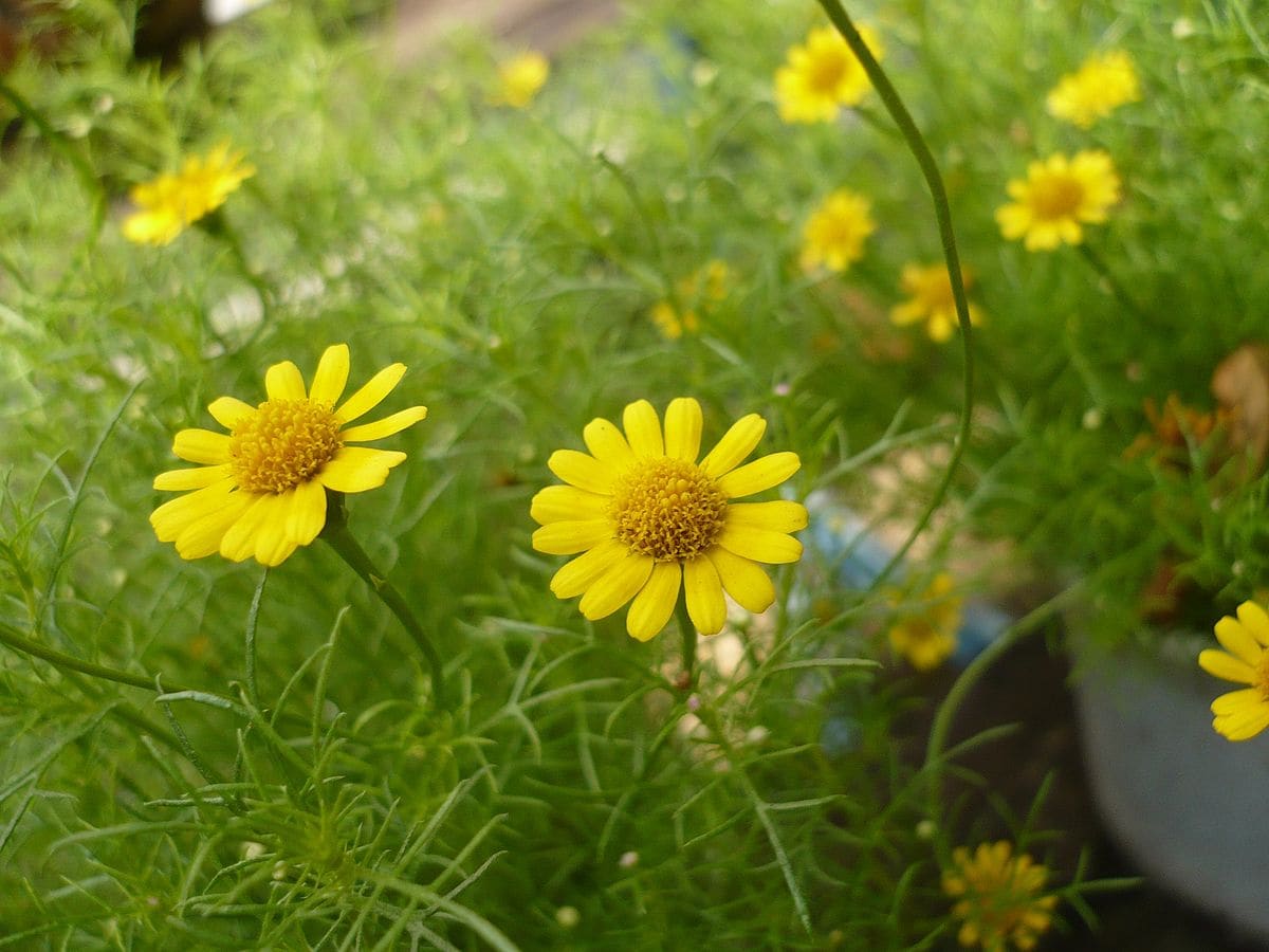 Thymophylla tenuiloba