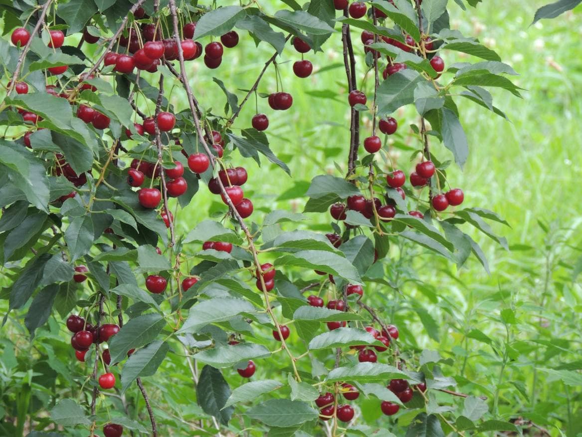 Tulare Cherry