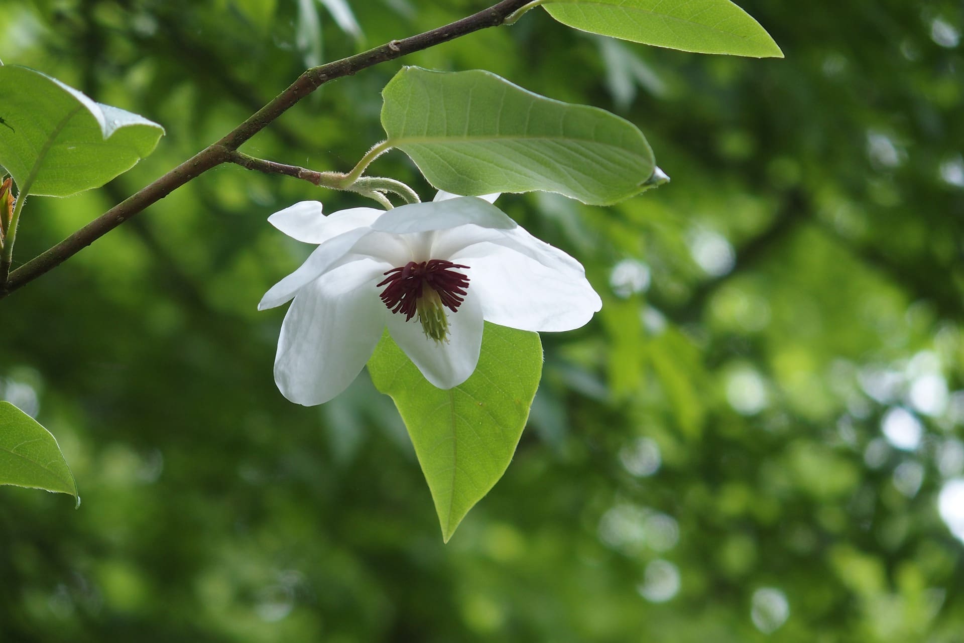 Umbrella Magnolia